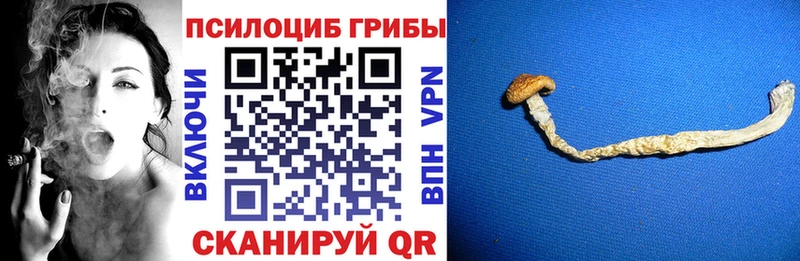 Купить закладки  Новоульяновск  Галлюциногенные грибы Psilocybine cubensis 